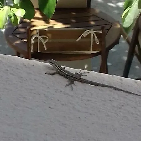 Safran Affittacamere 3*