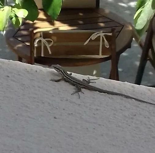 Safran Vendégház 3*